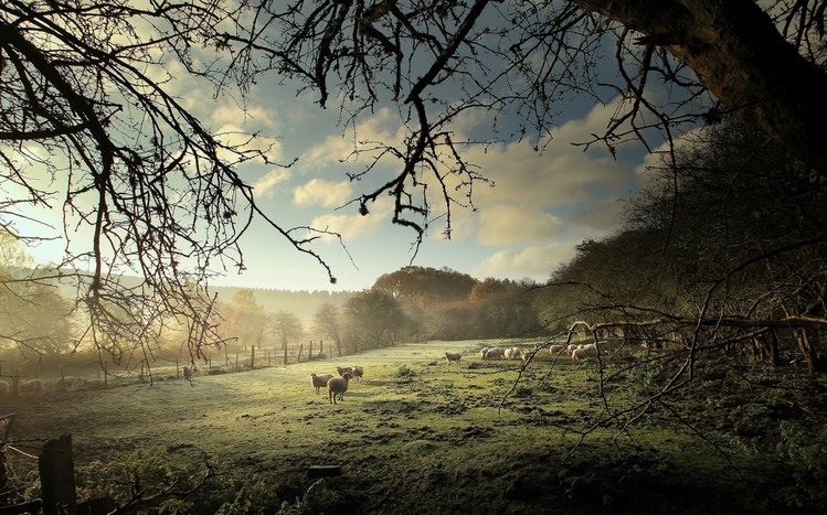 Sheep Theme screenshot #12