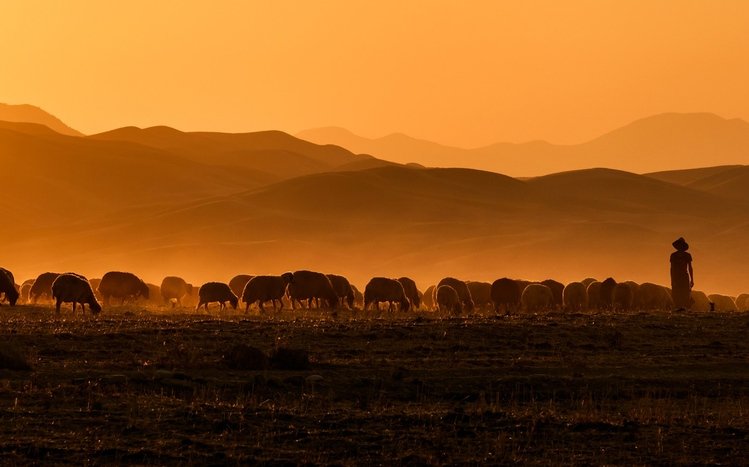 Sheep Theme screenshot #16