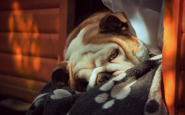 Bulldog Theme screenshot #13