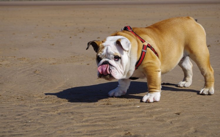 Bulldog Theme screenshot #20