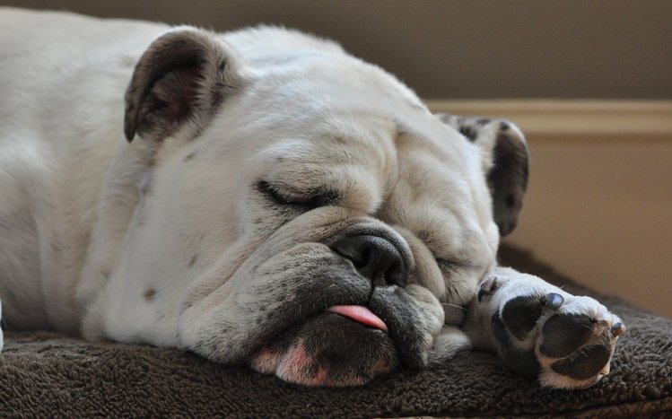 Bulldog Theme screenshot #25