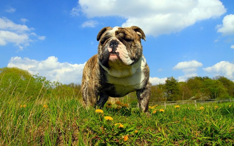 Bulldog Theme screenshot #38