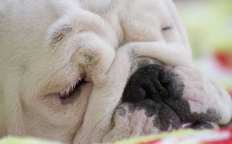 Bulldog Theme screenshot #51