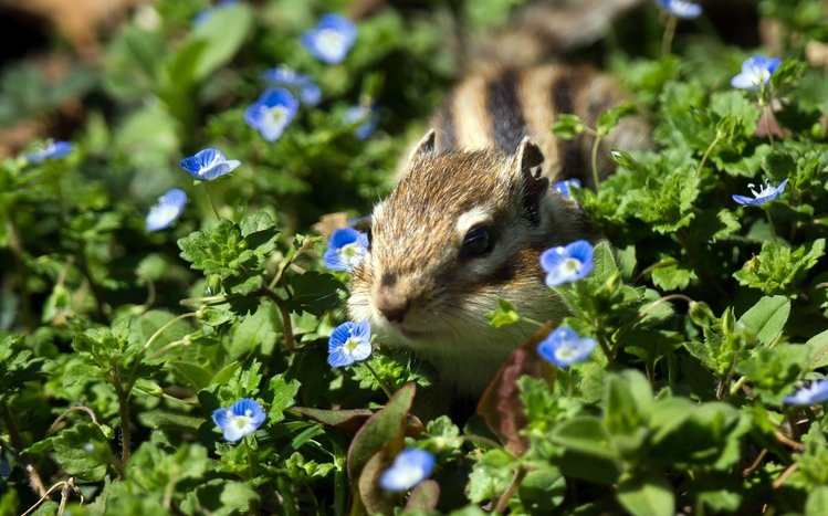 Chipmunk Theme screenshot #10