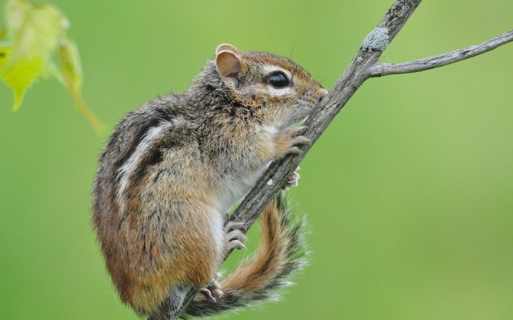 Chipmunk Theme screenshot #13