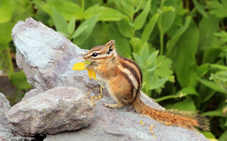 Chipmunk Theme screenshot #17
