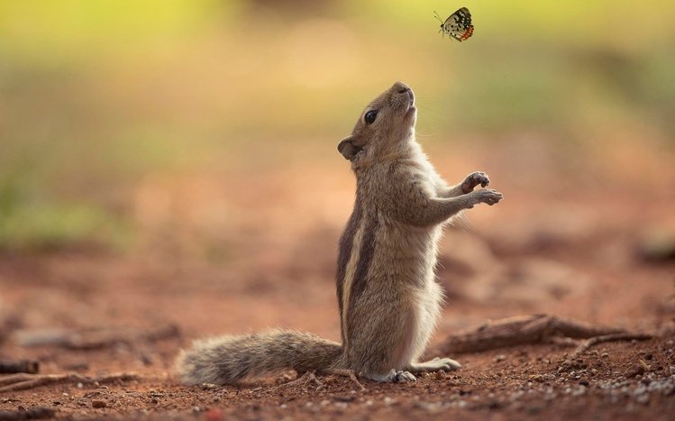 Chipmunk Theme screenshot #19