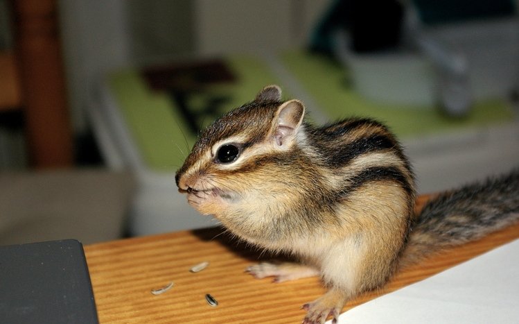 Chipmunk Theme screenshot #2