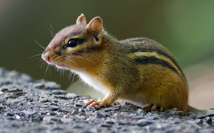 Chipmunk Theme screenshot #20