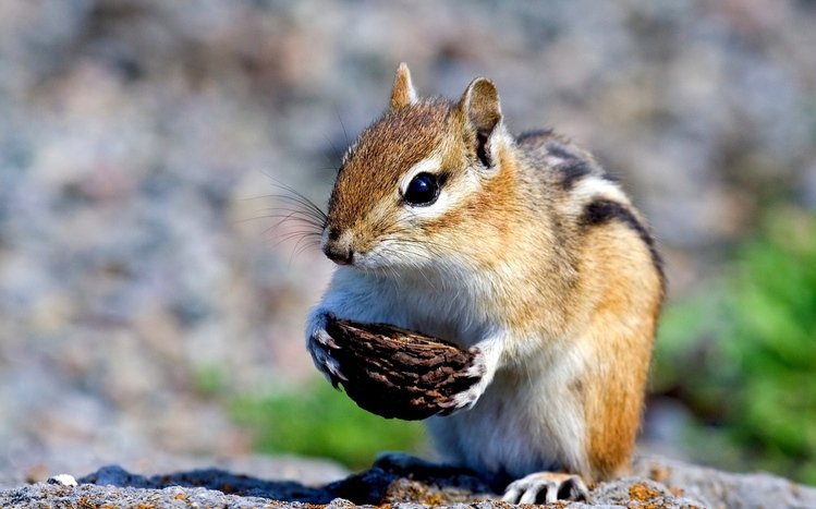 Chipmunk Theme screenshot #8