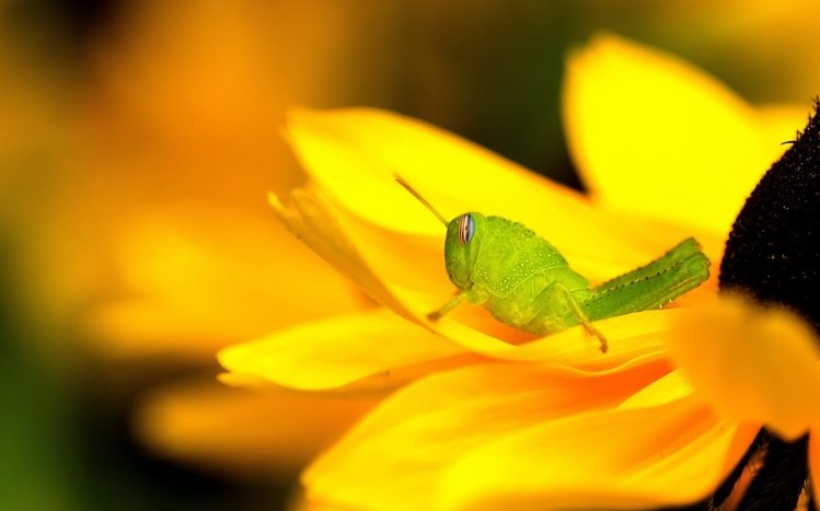 Grasshopper Theme screenshot #19