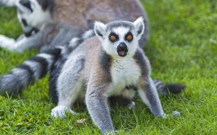 Lemur Theme screenshot #10