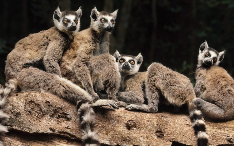 Lemur Theme screenshot #13