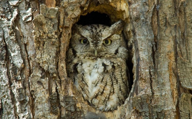 Great Horned Owl Windows 11/10 Theme - themepack.me