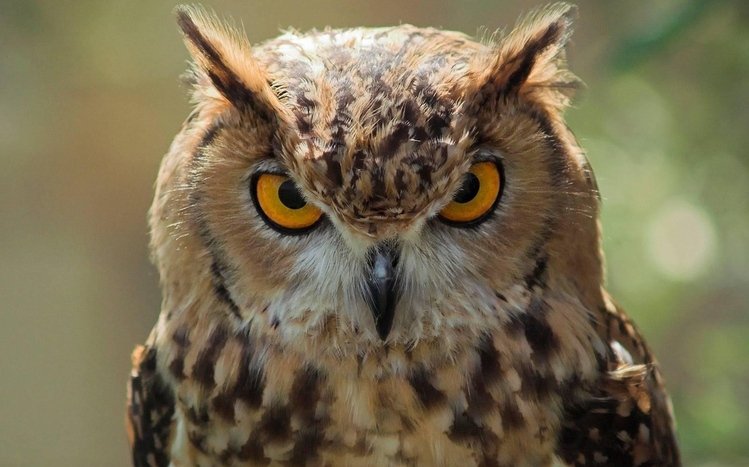 Great Horned Owl Windows 11/10 Theme - themepack.me