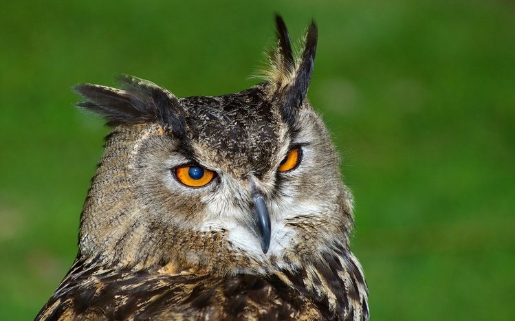 Great Horned Owl Windows 11/10 Theme - themepack.me