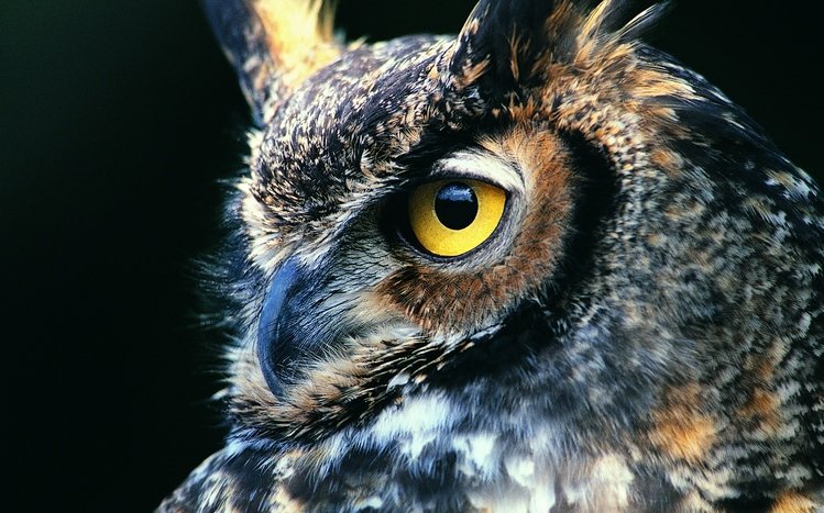 Great Horned Owl Theme screenshot #7