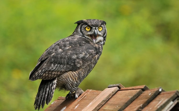 Great Horned Owl Theme screenshot #9