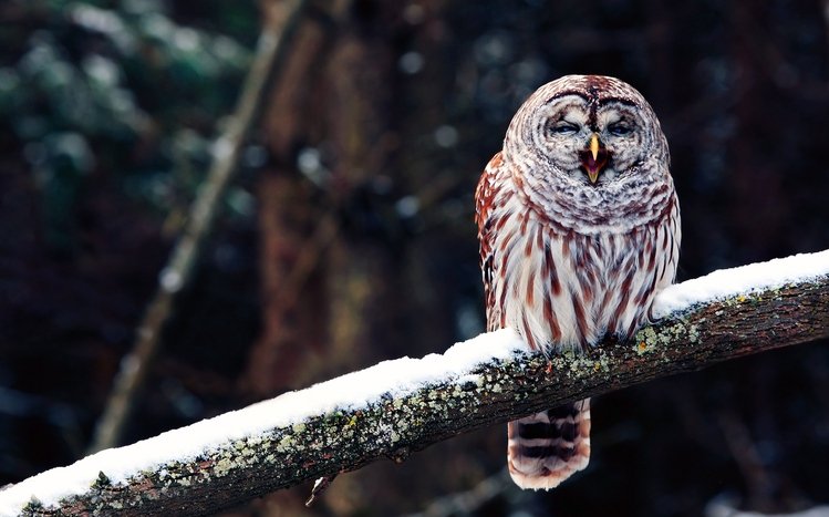 Barred Owl Theme screenshot #1