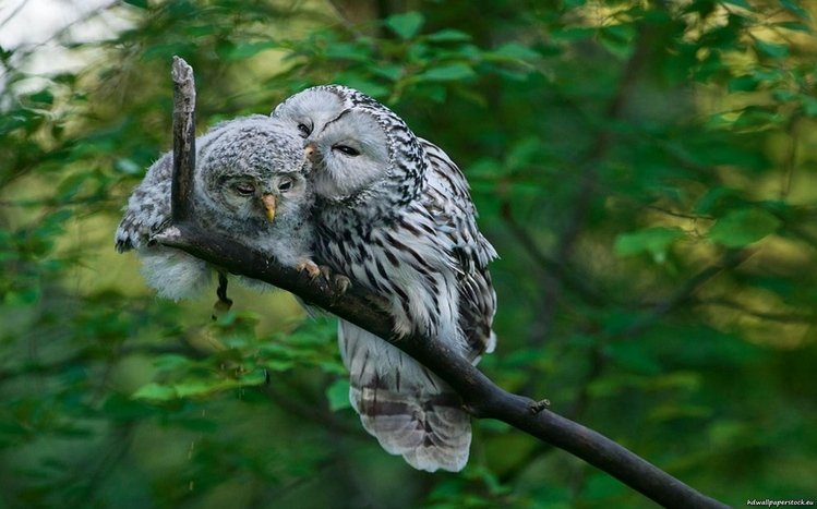 Barred Owl Theme screenshot #12
