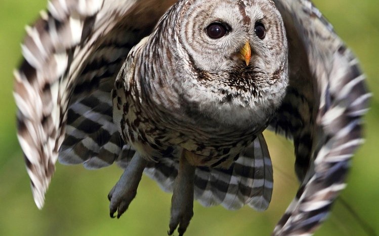 Barred Owl Windows 11/10 Theme - themepack.me