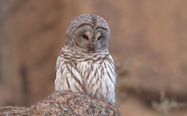 Barred Owl Theme screenshot #15