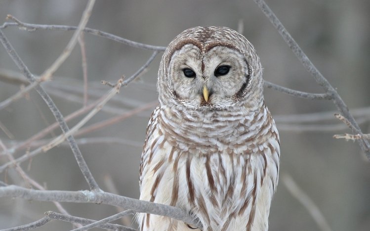 Barred Owl Windows 11/10 Theme - themepack.me