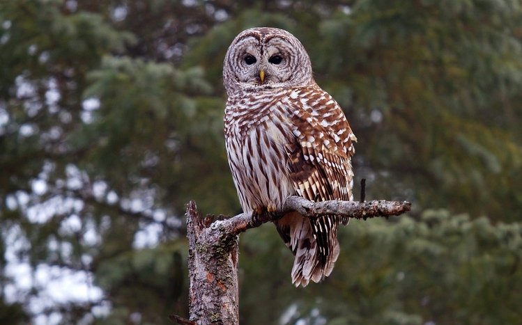 Barred Owl Theme screenshot #3