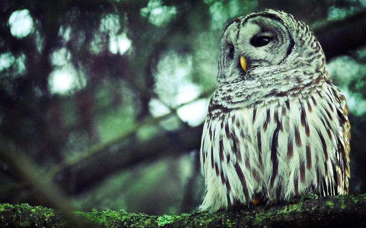 Barred Owl Theme screenshot #4