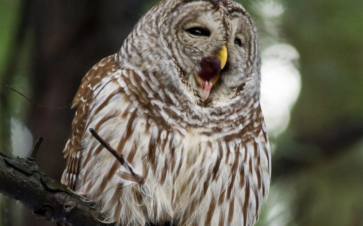 Barred Owl Theme screenshot #5