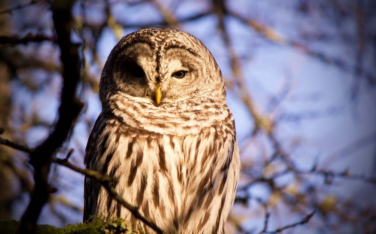 Barred Owl Theme screenshot #6