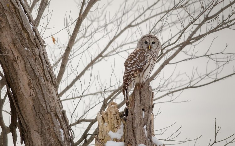 Barred Owl Theme screenshot #8