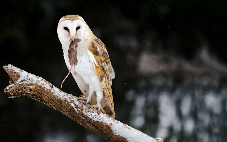 Barn Owl Theme screenshot #13