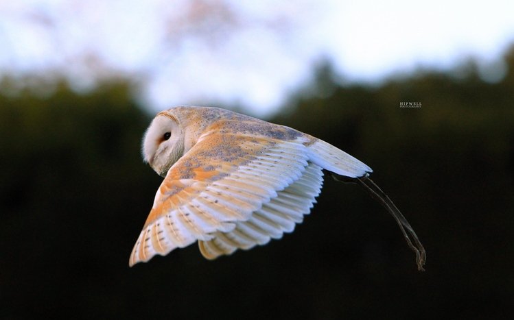 Barn Owl Theme screenshot #15