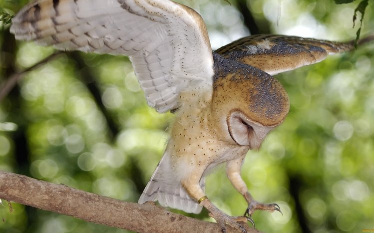 Barn Owl Theme screenshot #16