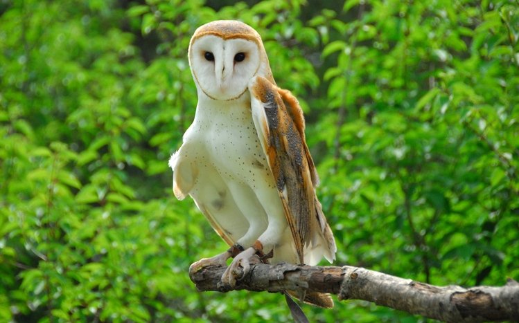 Barn Owl Theme screenshot #17