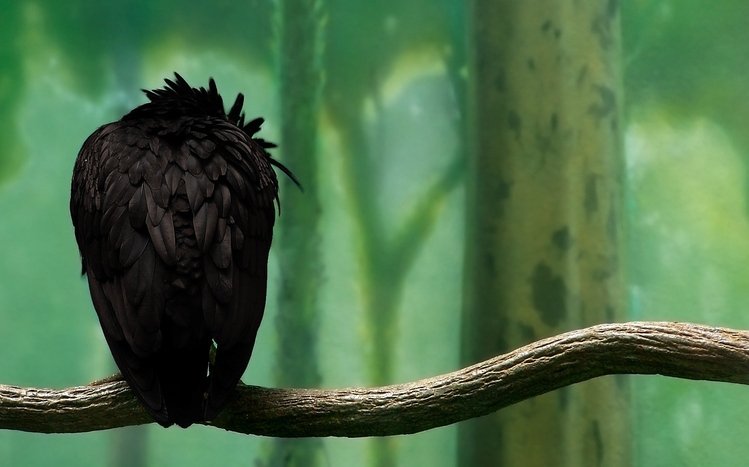 Crow Theme screenshot #11