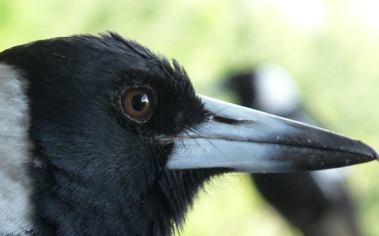 Crow Theme screenshot #14