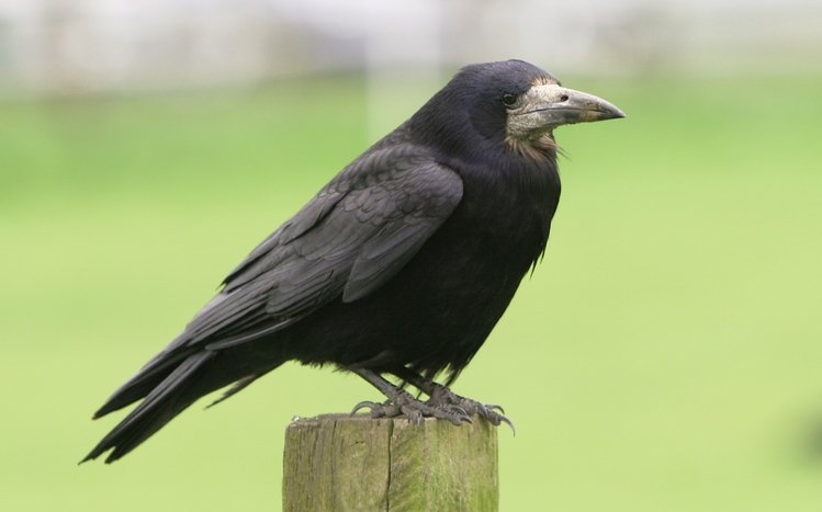 Crow Theme screenshot #5