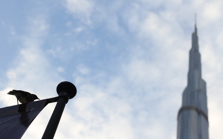 Crow Theme screenshot #6