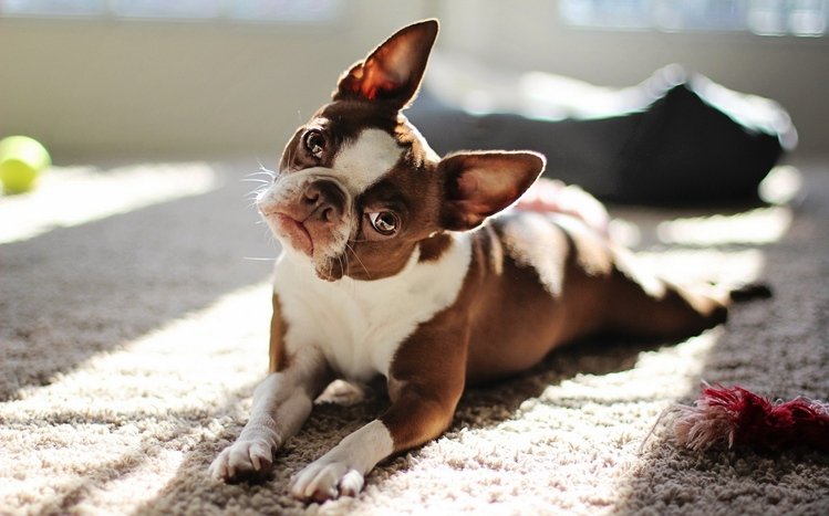 French Bulldog Theme screenshot #10