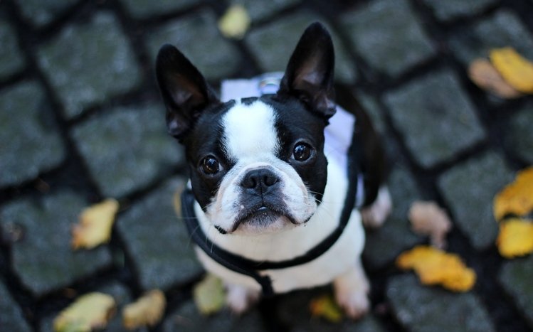 French Bulldog Theme screenshot #11