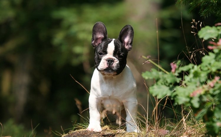 French Bulldog Theme screenshot #14