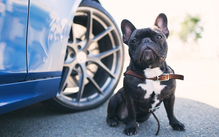 French Bulldog Theme screenshot #16