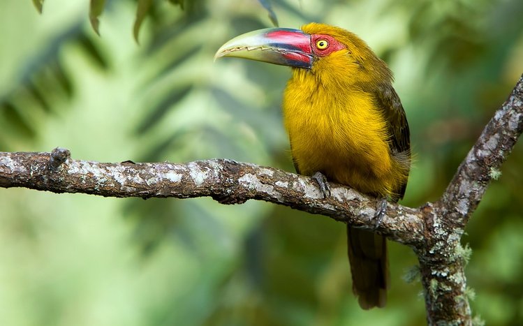 Toucan Theme screenshot #11