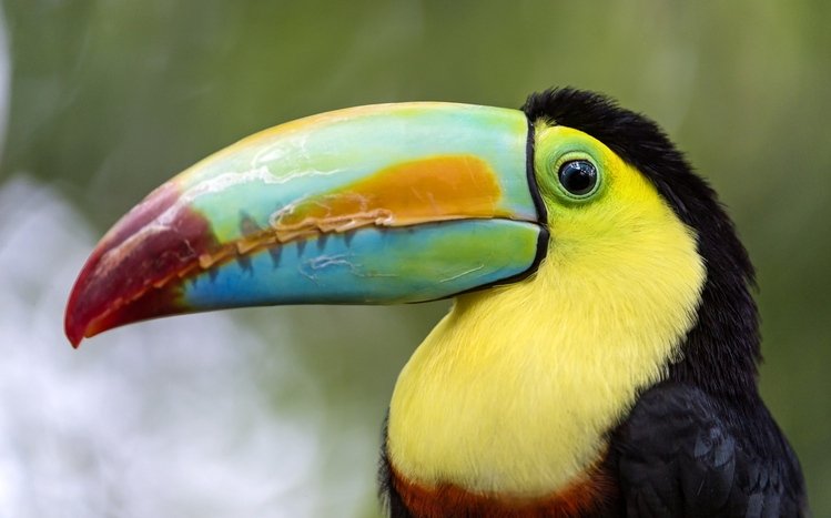 Toucan Theme screenshot #14