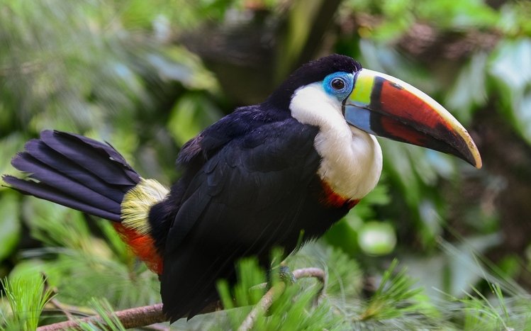 Toucan Theme screenshot #15