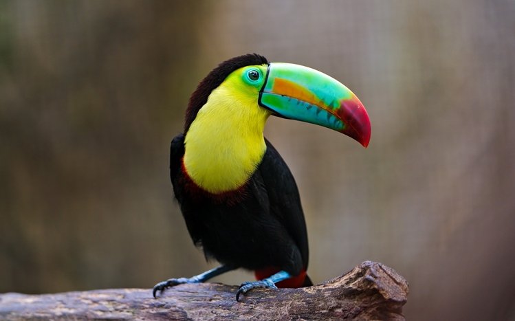 Toucan Theme screenshot #3
