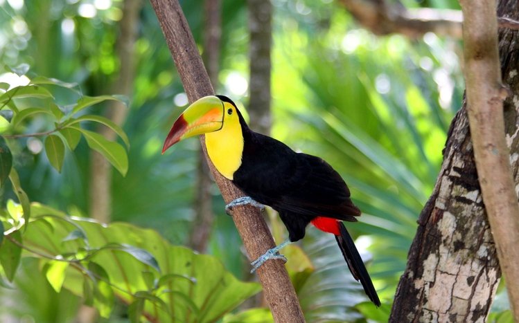 Toucan Theme screenshot #4