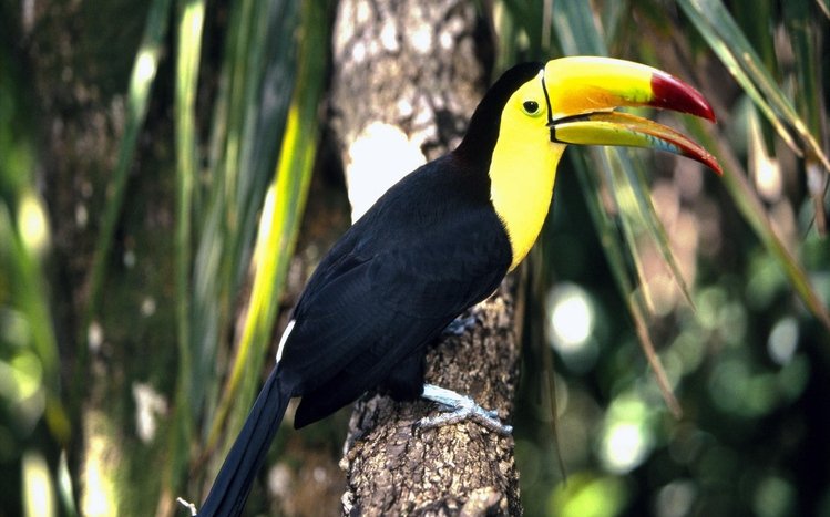 Toucan Theme screenshot #6